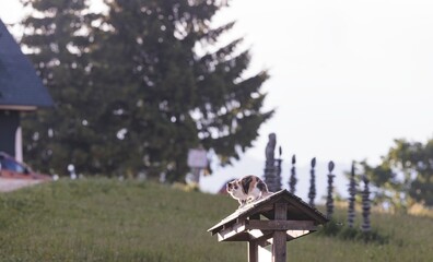 A tricolor cat stands on the roof of a wooden bird feeder, preparing to leap. Behind, a rural landscape unfolds near the Merry Cemetery of Sapanta, Romania under the soft morning light