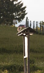 A tortoiseshell cat perches gracefully on a rustic wooden structure in Austria. The cat is basking in the warm glow of the setting sun, with a picturesque countryside backdrop