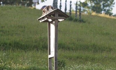 On a sunny day, a calico cat lounges on the roof of a wooden sign in Parc de sculptures de Saint-Roman. The hillside with tall grass rises in the background