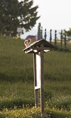A small, furry kitten perches on the roof of a tall, wooden structure in the open countryside. The golden sunlight illuminates the grassy field and surrounding landscape in Mogosa, Romania