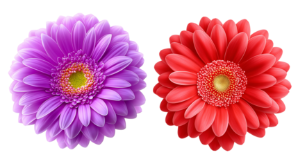 Daisy flower purple ,red,yellow,white, pink,violet, Lavender and  peach collection on transparent background.