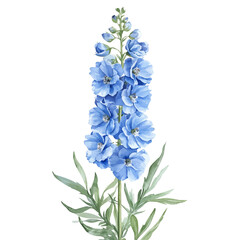 Obraz premium watercolor of Delphinium Flower, vector, isolated on a white background.
