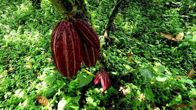 Moving down a cacao tree that has been taken care of properly, showing bunches of  red or purple colored cacao pods most likely of the breed Trinitario or CCN-51 cacao 