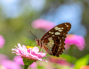 Naklejka premium A brown and white butterfly rests on a pink zinnia flower, with a blurred green and blue background.