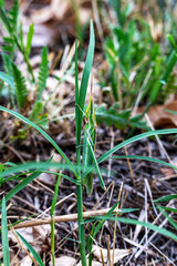 The adult insect (imago) Acrida ungarica is protective green (camouflage), which is difficult to notice against the background of fresh green grass. Brown individuals are also found.