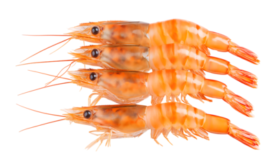 Four pieces of steamed shrimp isolated on a transparent background