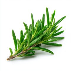 Fototapeta premium A close-up shot of a fresh rosemary sprig against a clean backdrop. The sprig shows off its vibrant green color