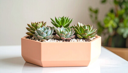 Vibrant indoor succulent garden featuring various green and blue-green plants in a modern hexagonal peach planter with white pebbles, on a clean white surface.