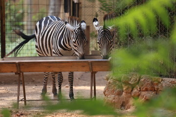 Zebra fenced enclosure. High quality photo