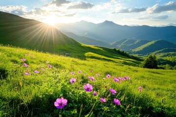 Obraz premium Sunlit Mountain Meadow with Purple Flowers at Sunset