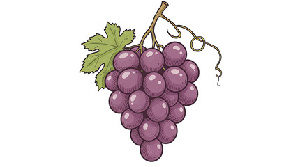 Grapes hanging on vine with leaf in illustration style  