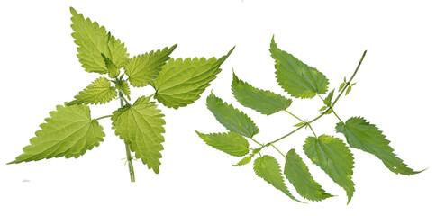 Nettle (Urtica dioica), isolated on white background