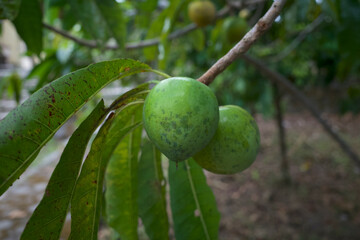 Canistel, Sawo mentega, Pouteria campechiana, egg fruit hanging on its tree