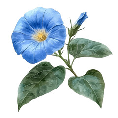 Browallia Flower, watercolor drawing vector, isolated on a white background.