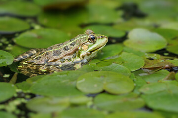 frog in the pond