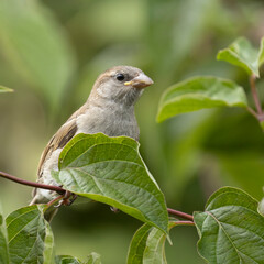 Huismus, Common bird