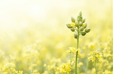 Obraz premium Vibrant yellow rapeseed flowers bloom in a vast countryside field under a bright blue sky with soft clouds. This picturesque agricultural landscape captures the of spring and summer farm life.