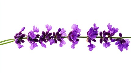 Lavender sprig with vibrant purple flowers isolated against a clean white background