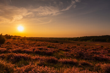 Beautiful sunset in the L&uuml;neburg Heath during heather bloom.