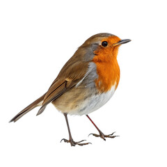 Fototapeta premium Red-Breasted Robin Standing Gracefully Isolated on White Background