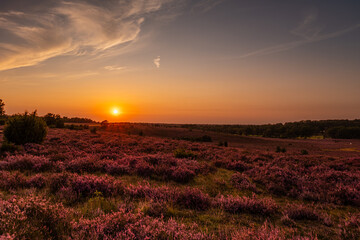 Beautiful sunset in the L&uuml;neburg Heath during heather bloom.