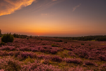 Beautiful sunset in the L&uuml;neburg Heath during heather bloom.