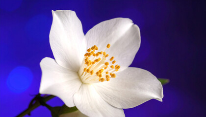 Fototapeta premium A beautiful white flower with yellow stamens blooms against a vibrant blue background.