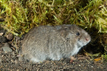 Southern Bog Lemming taken in southern Mn under controlled condtions