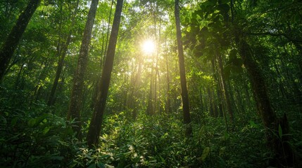 Obraz premium A lush forest ecosystem thrives under sunlight filtering through tall trees, showcasing a healthy environment teeming with wildlife and greenery