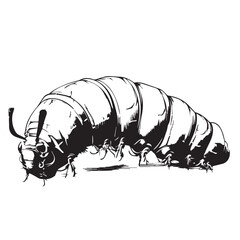 vector illustration of a black and white a caterpillar