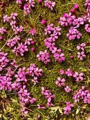 Moss campion cushion pink compass plant flowers from above macro