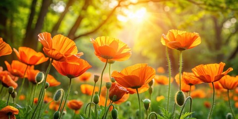 Obraz premium Elegant orange poppies and lush greenery in soft