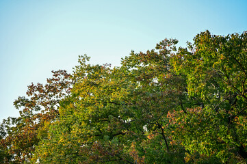 Obraz premium Low angle of the tree against the blue sky background. Full of tree branches and tree green leaves. Looking up to the trees. Nature concept. Tree background.