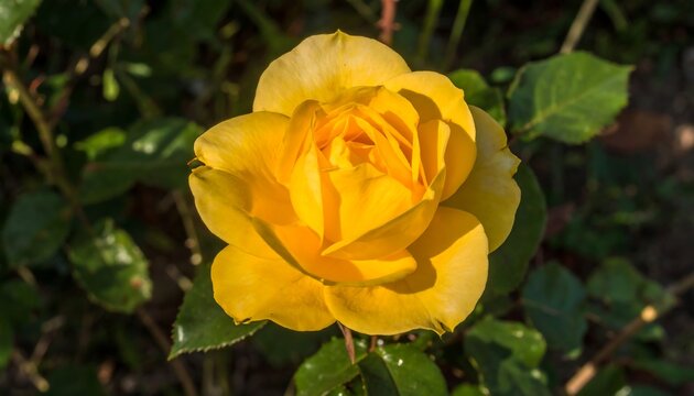 Close-up of a vibrant yellow rose
