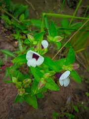 "The elegant wildflower – gives a sense of simplicity yet elegance."