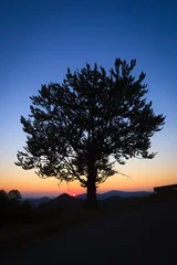 A silhouetted tree against a vibrant sunset sky, showcasing serene natural beauty in Tara, Serbia. © Anton Zelenov
