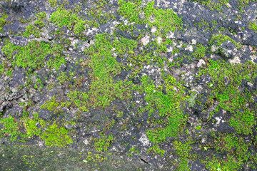 substrate texture: surface of old concrete slab covered with moss or algae