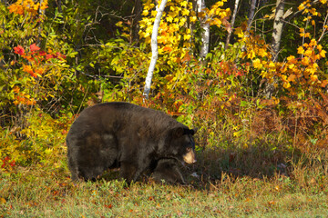 Black Bear in autumn leaves taken in central MN