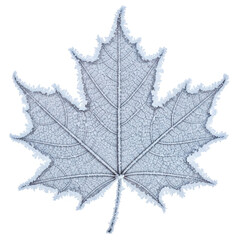 maple leaf isolated on white