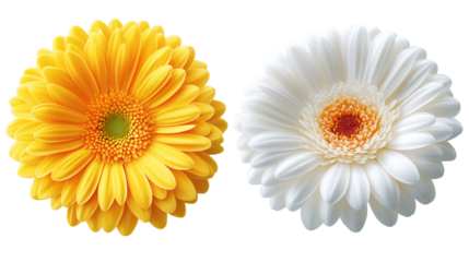 Daisy flower purple ,red,yellow,white, pink,violet, Lavender and  peach collection on transparent background.