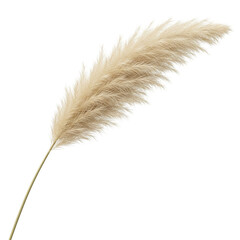 Minimalist Pampas Grass