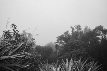 Silhouette of a tree emerging from dense fog in mysterious forest landscape.