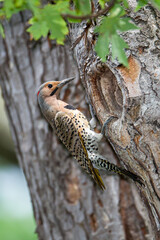 Northern Flicker taken in southern MN in the wild
