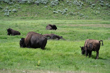 Yellowstone National Park