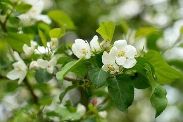 White flower on apple tree branch with blurred background. Spring time. High quality photo