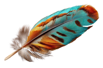 Vibrant bird feather, close-up