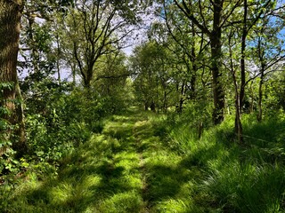 Forest Path with Lush Greenery and Sunlight, Ideal for Nature and Outdoor Themes