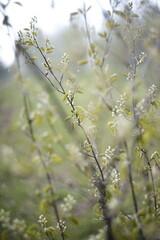 wild flowers in the spring