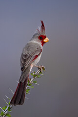 Pyrrhuloxia male 