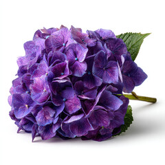 Obraz premium Vibrant purple hydrangea bloom cluster with green leaf